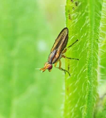 Limnia unguicornis